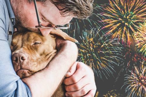 Como proteger os gatos em época de fogos de artifício